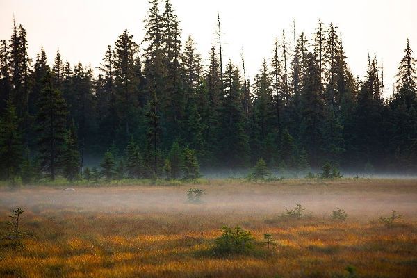 Homer-Alaska-miniature-black spruce-autumn colored field